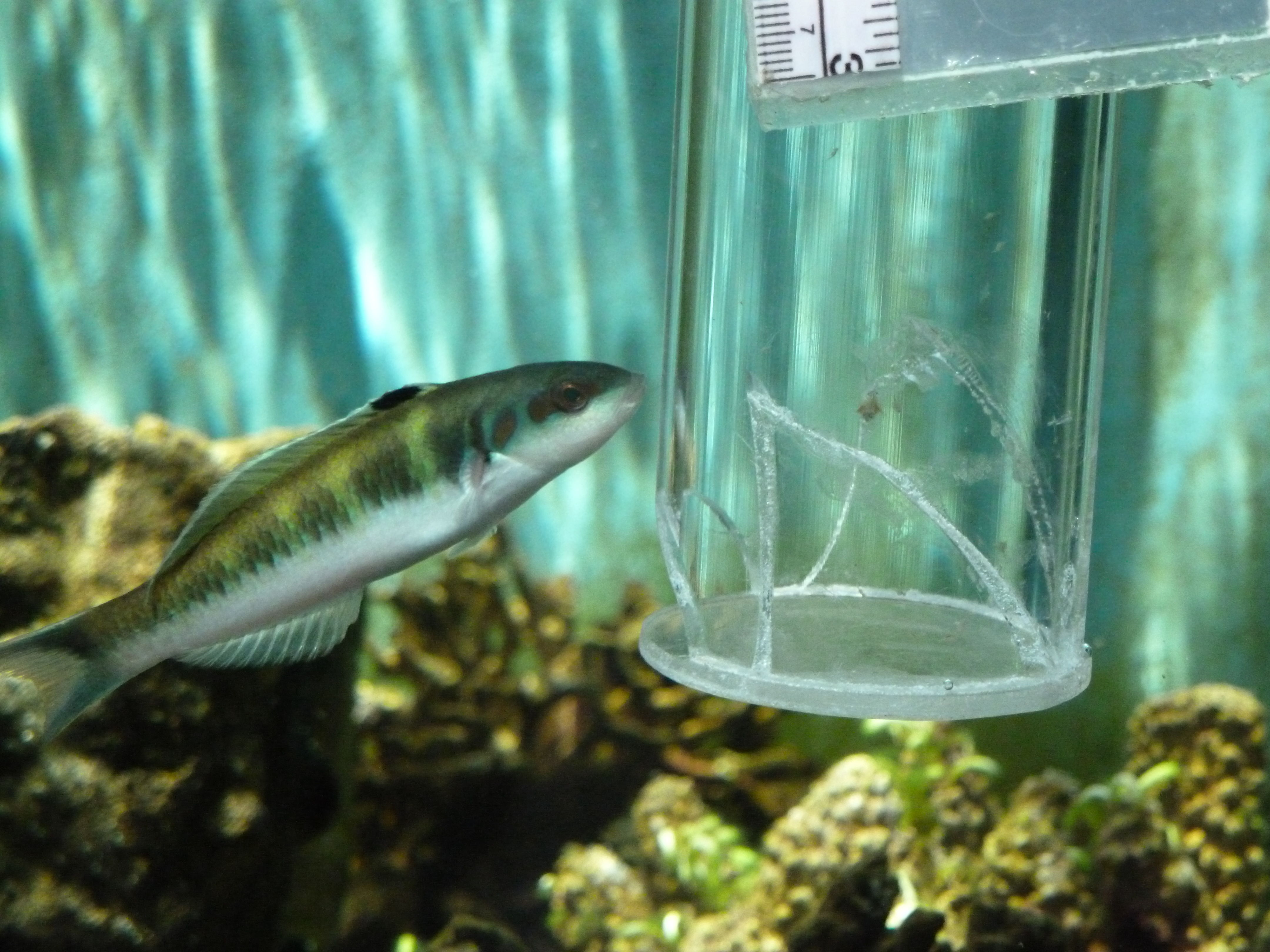 7-10-12 intermediate looking Tank 3 part good pic